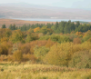 Birch woods in autumn  » Click to zoom ->