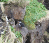 Puffin at Handa Island  » Click to zoom ->