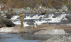 Fishing on Cassley Falls  » Click to zoom ->
