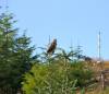 Buzzard on tree  » Click to zoom ->