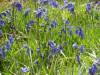 Bluebells  » Click to zoom ->