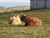 Highland cattle at Colaboll  » Click to zoom ->
