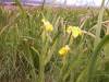 Flag iris  » Click to zoom ->