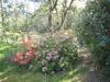 Rhododendrons in spring  » Click to zoom ->