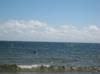 Seals near Brora  » Click to zoom ->