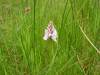 Wild orchid  » Click to zoom ->