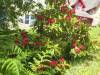 Rhododendron  » Click to zoom ->