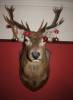 Christmas for George  » Click to zoom ->