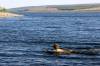 Swimming in Loch Shin  » Click to zoom ->