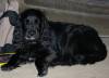 Good dogs welcome!  » Click to zoom ->
